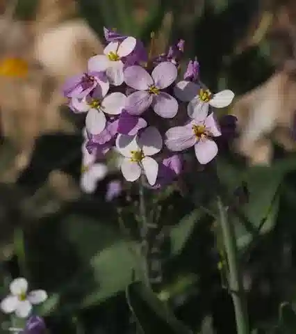 نبات Diplotaxis acris في بيئته الطبيعية