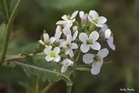 نبات Diplotaxis erucoides subsp. erucoides في بيئته الطبيعية