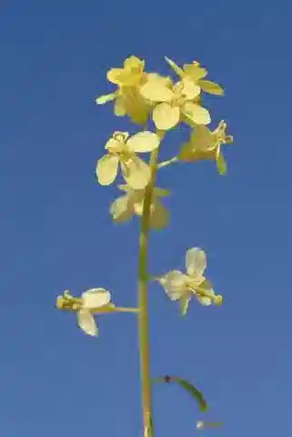 نبات Diplotaxis harra subsp. harra في بيئته الطبيعية