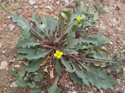 نبات Diplotaxis muralis subsp. muralis في بيئته الطبيعية