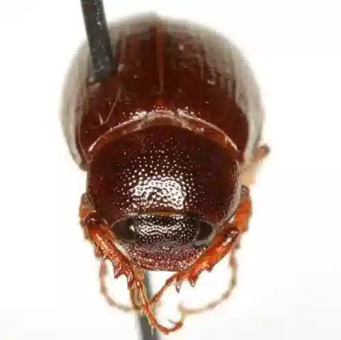 نبات Diplotaxis simplex في بيئته الطبيعية