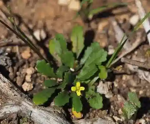نبات Diplotaxis viminea في بيئته الطبيعية