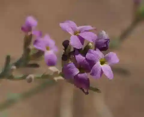 نبات Eremobium aegyptiacum var. lineare في بيئته الطبيعية