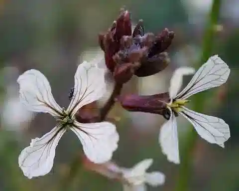 نبات Eruca sativa في بيئته الطبيعية