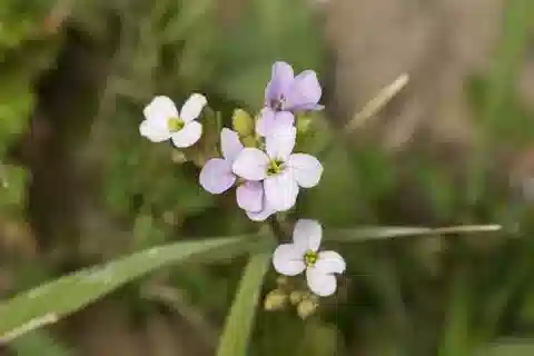 نبات Erucaria crassifolia في بيئته الطبيعية