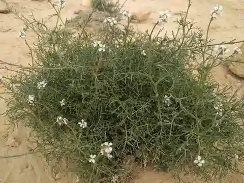 نبات Erucaria microcarpa في بيئته الطبيعية