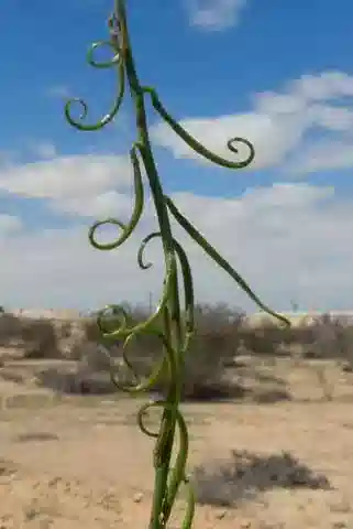 نبات Erucaria pinnata في بيئته الطبيعية