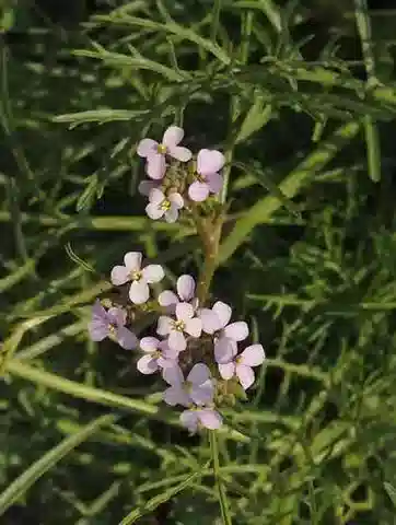 نبات Erucaria rostrata في بيئته الطبيعية