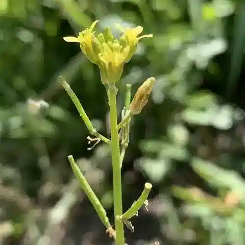 نبات Erucastrum arabicum في بيئته الطبيعية
