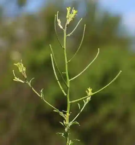 نبات Erysimum repandum var. repandum في بيئته الطبيعية