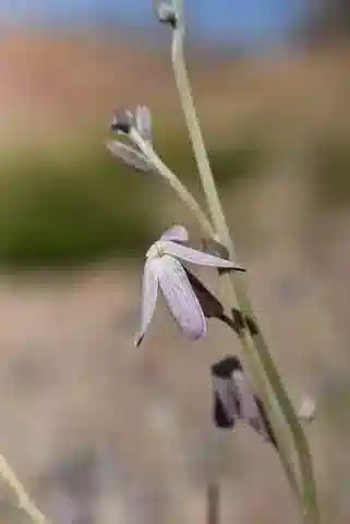 نبات Farsetia aegyptia subsp. aegyptia في بيئته الطبيعية