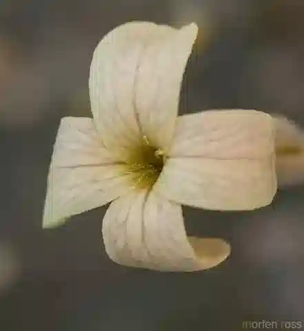 نبات Farsetia longisiliqua في بيئته الطبيعية