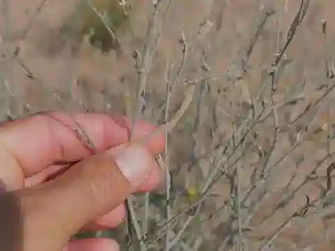 نبات Farsetia stylosa في بيئته الطبيعية