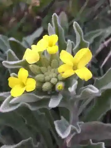 نبات Fibigia clypeata subsp. clypeata في بيئته الطبيعية