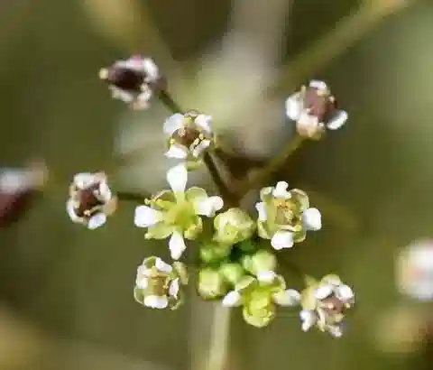 نبات Hornungia procumbens subsp. procumbens في بيئته الطبيعية