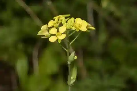 نبات Isatis lusitanica في بيئته الطبيعية