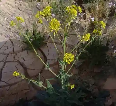 نبات Isatis microcarpa var. blepharocarpa في بيئته الطبيعية