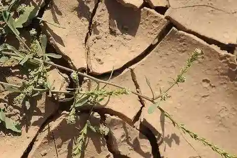 نبات Lepidium aucheri في بيئته الطبيعية