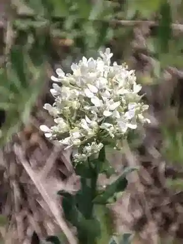 نبات Lepidium chalepense في بيئته الطبيعية