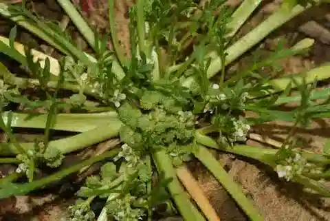 نبات Lepidium coronopus في بيئته الطبيعية