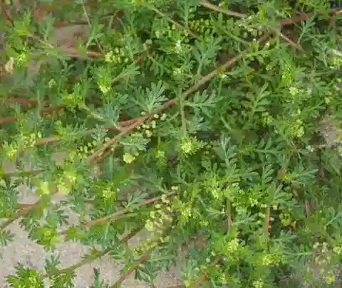 نبات Lepidium didymum في بيئته الطبيعية