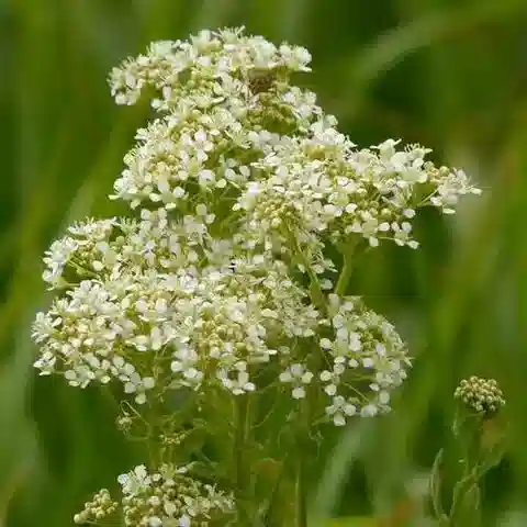 نبات Lepidium draba في بيئته الطبيعية