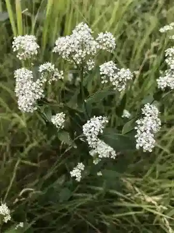 نبات Lepidium latifolium في بيئته الطبيعية