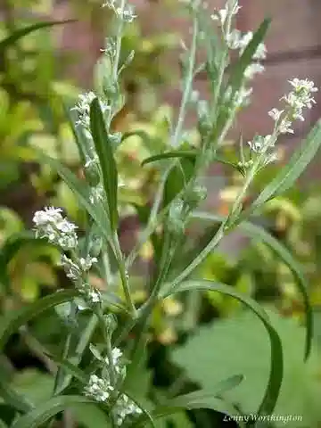 نبات Lepidium sativum في بيئته الطبيعية
