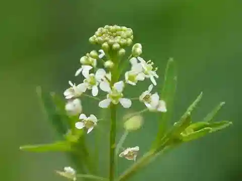 نبات Lepidium virginicum في بيئته الطبيعية