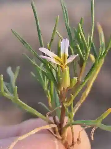 نبات Leptaleum filifolium في بيئته الطبيعية