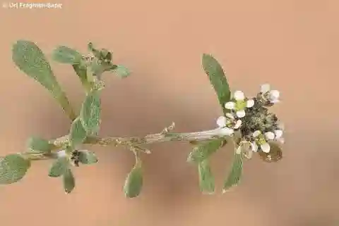 نبات Lobularia arabica في بيئته الطبيعية