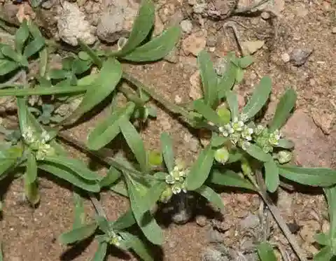 نبات Lobularia libyca في بيئته الطبيعية