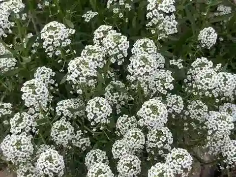 نبات Lobularia maritima في بيئته الطبيعية