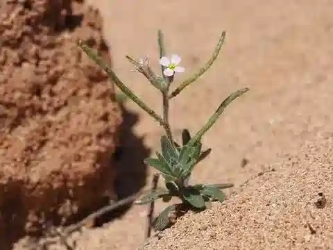 نبات Maresia nana في بيئته الطبيعية