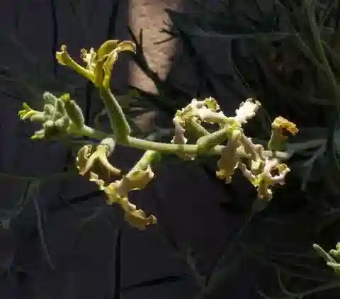 نبات Matthiola arabica في بيئته الطبيعية