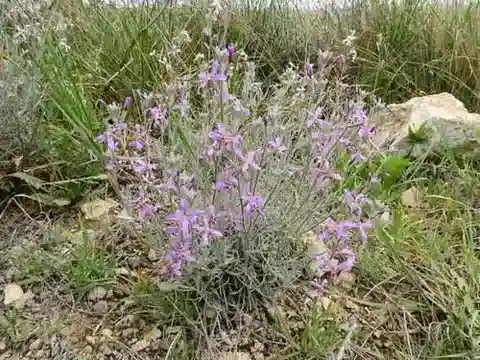 نبات Matthiola fruticulosa subsp. fruticulosa في بيئته الطبيعية