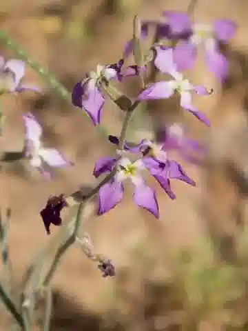 نبات Matthiola longipetala subsp. livida في بيئته الطبيعية
