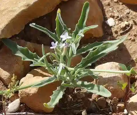 نبات Matthiola parviflora في بيئته الطبيعية