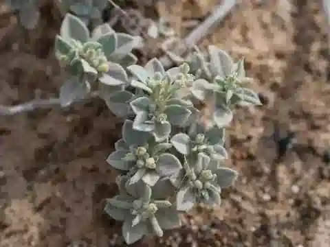 نبات Morettia parviflora في بيئته الطبيعية