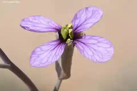 نبات Moricandia nitens في بيئته الطبيعية