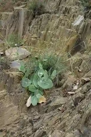 نبات Moricandia sinaica في بيئته الطبيعية