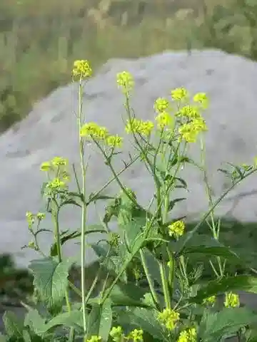 نبات Mutarda allionii في بيئته الطبيعية