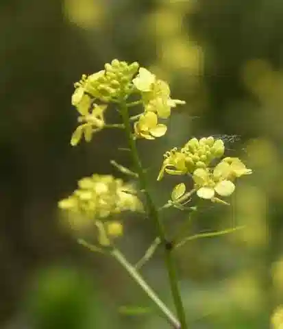 نبات Mutarda nigra في بيئته الطبيعية