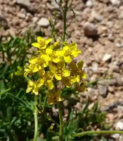 نبات Nasturtiopsis coronopifolia subsp. arabica في بيئته الطبيعية