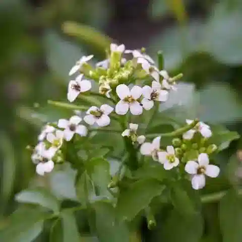 نبات Nasturtium officinale في بيئته الطبيعية