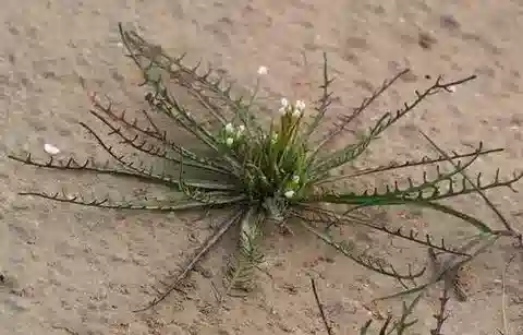 نبات Neotorularia aculeolata في بيئته الطبيعية