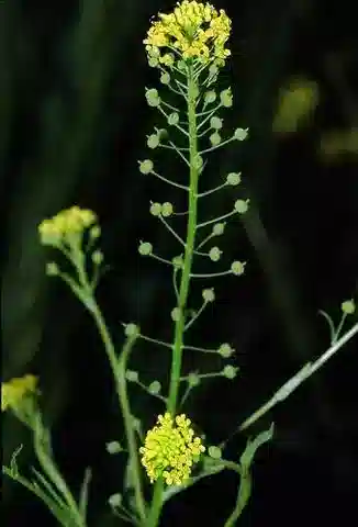 نبات Neslia paniculata subsp. thracica في بيئته الطبيعية