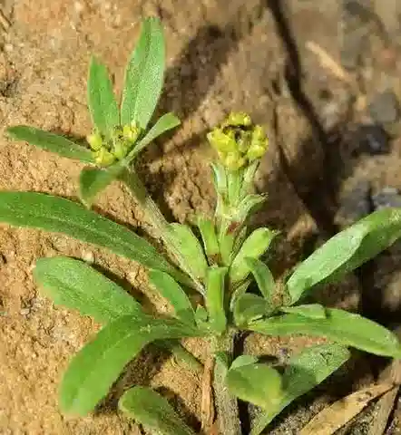 نبات Notoceras bicorne في بيئته الطبيعية