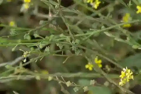 نبات Ochthodium aegyptiacum في بيئته الطبيعية