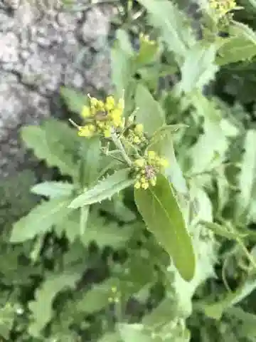 نبات Olimarabidopsis pumila في بيئته الطبيعية
